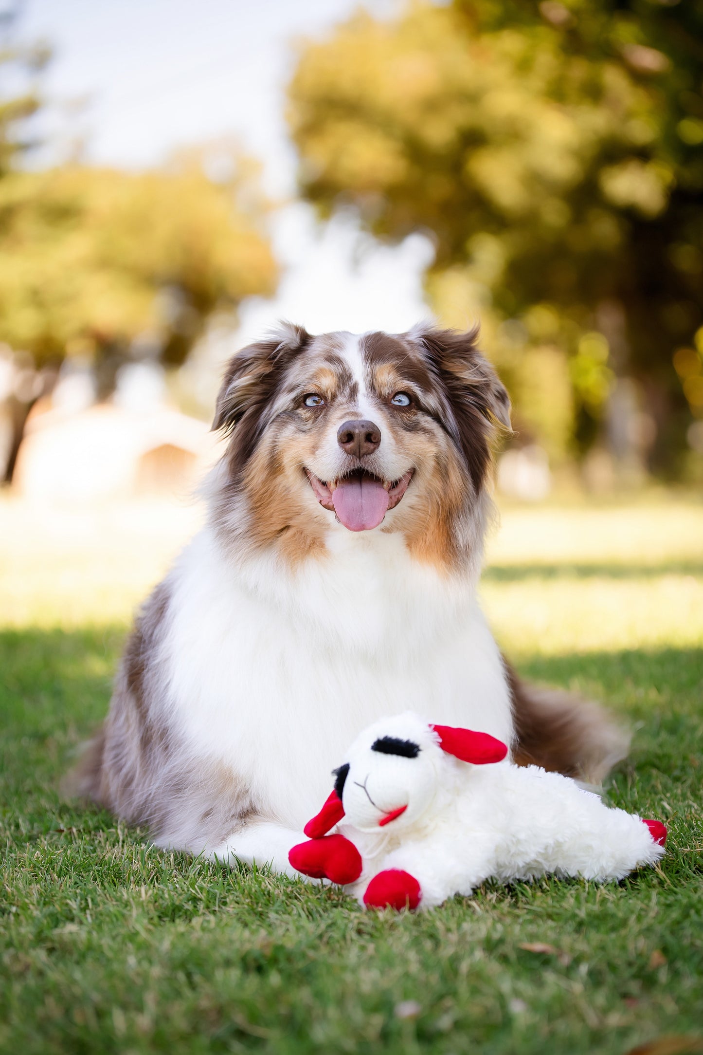 Lamb Chop Dog Toy with Squeaker, Medium