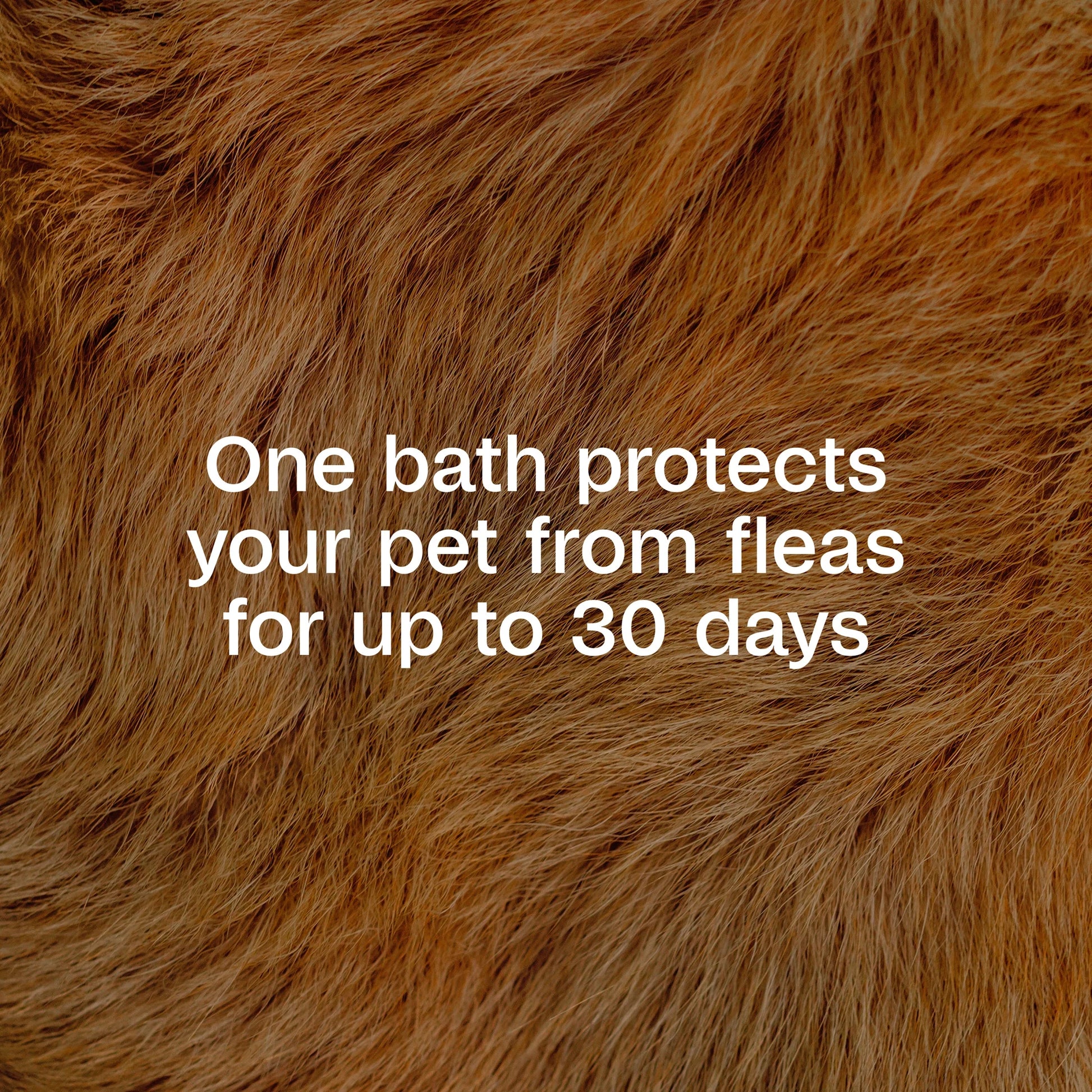 Flea & Tick Cleansing Shampoo for Dogs, Cats, Puppies & Kittens - 12 Fl Oz