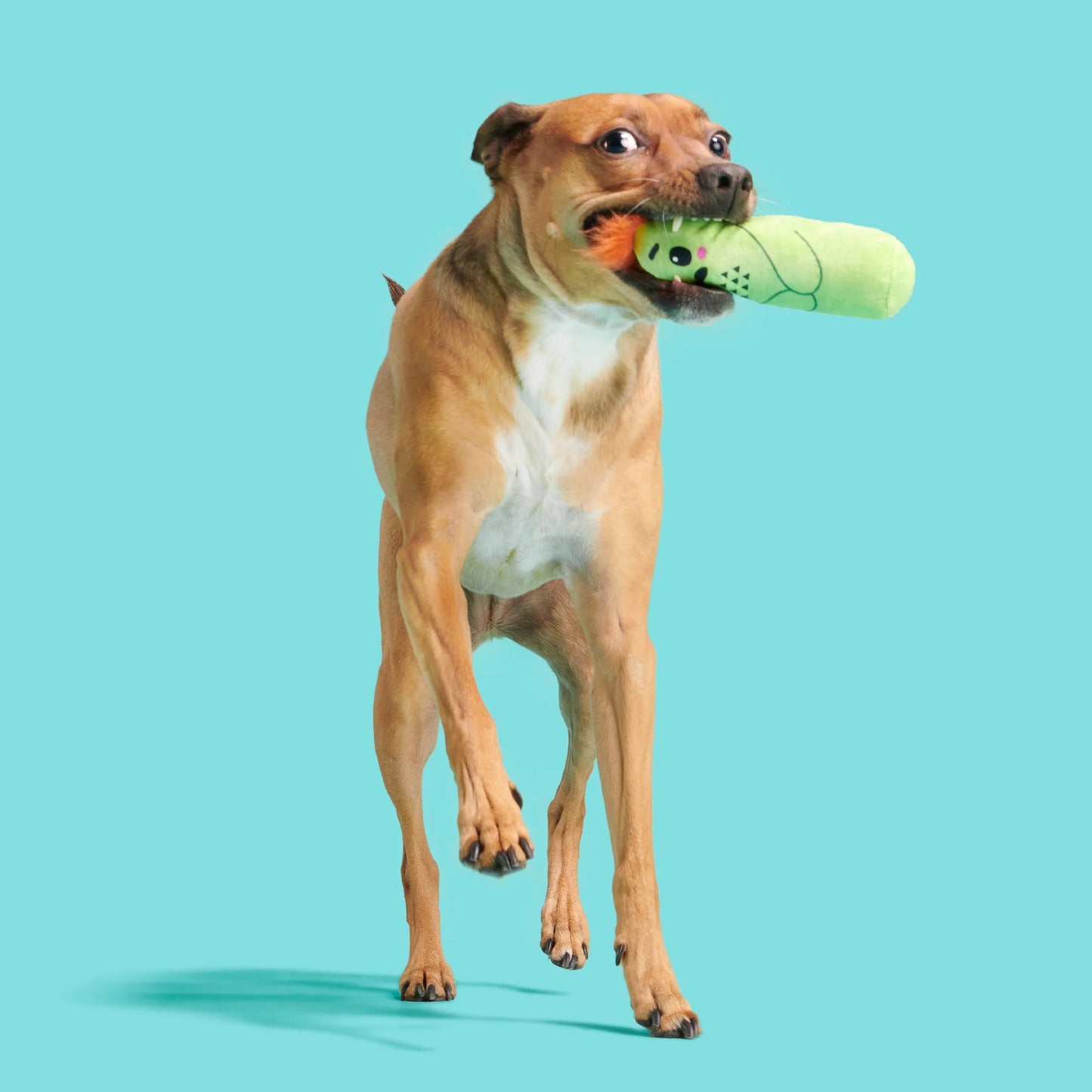 Prickly Pete Dog Toy