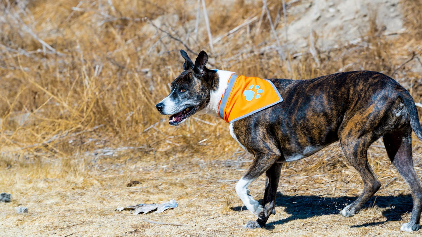 Orange Dog Bandana Neck Size 23 Inch Large Size Hi Visibility Reflective Blaze