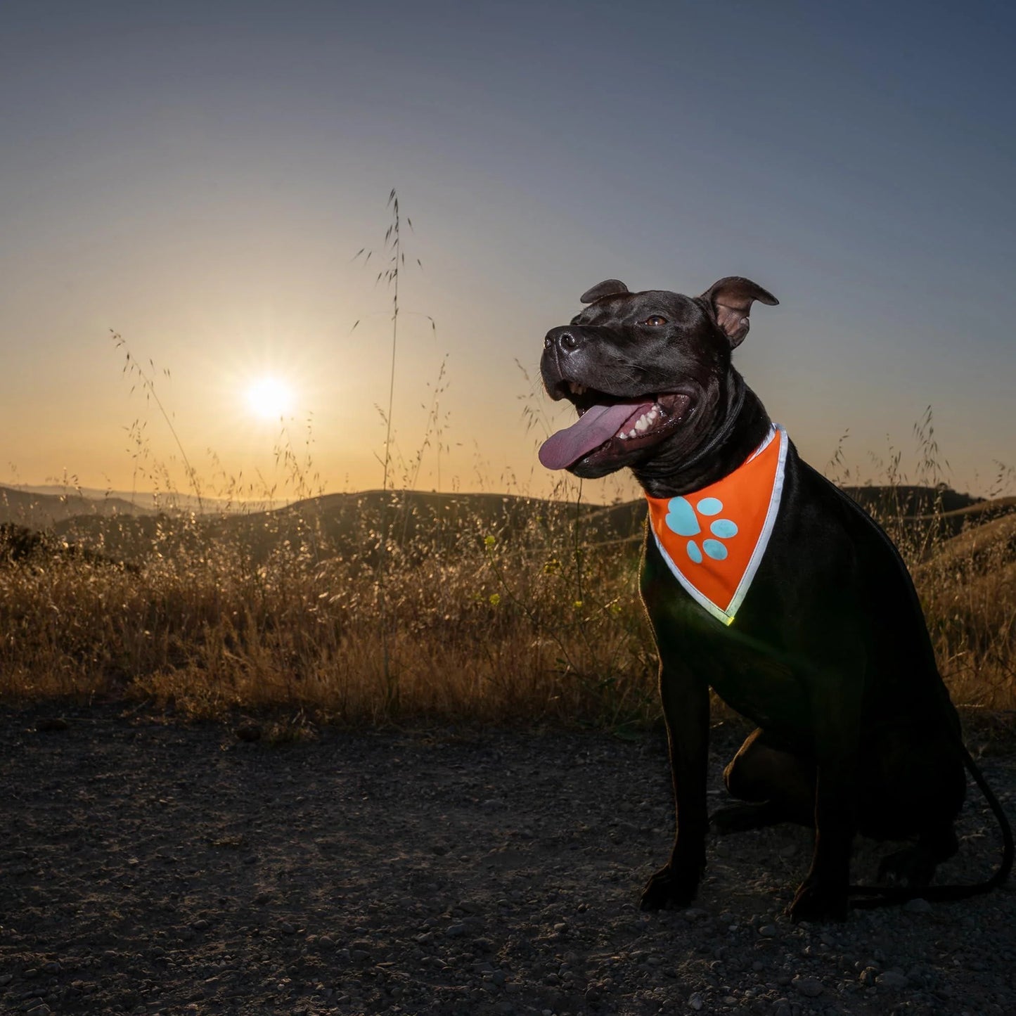 Orange Dog Bandana Neck Size 23 Inch Large Size Hi Visibility Reflective Blaze