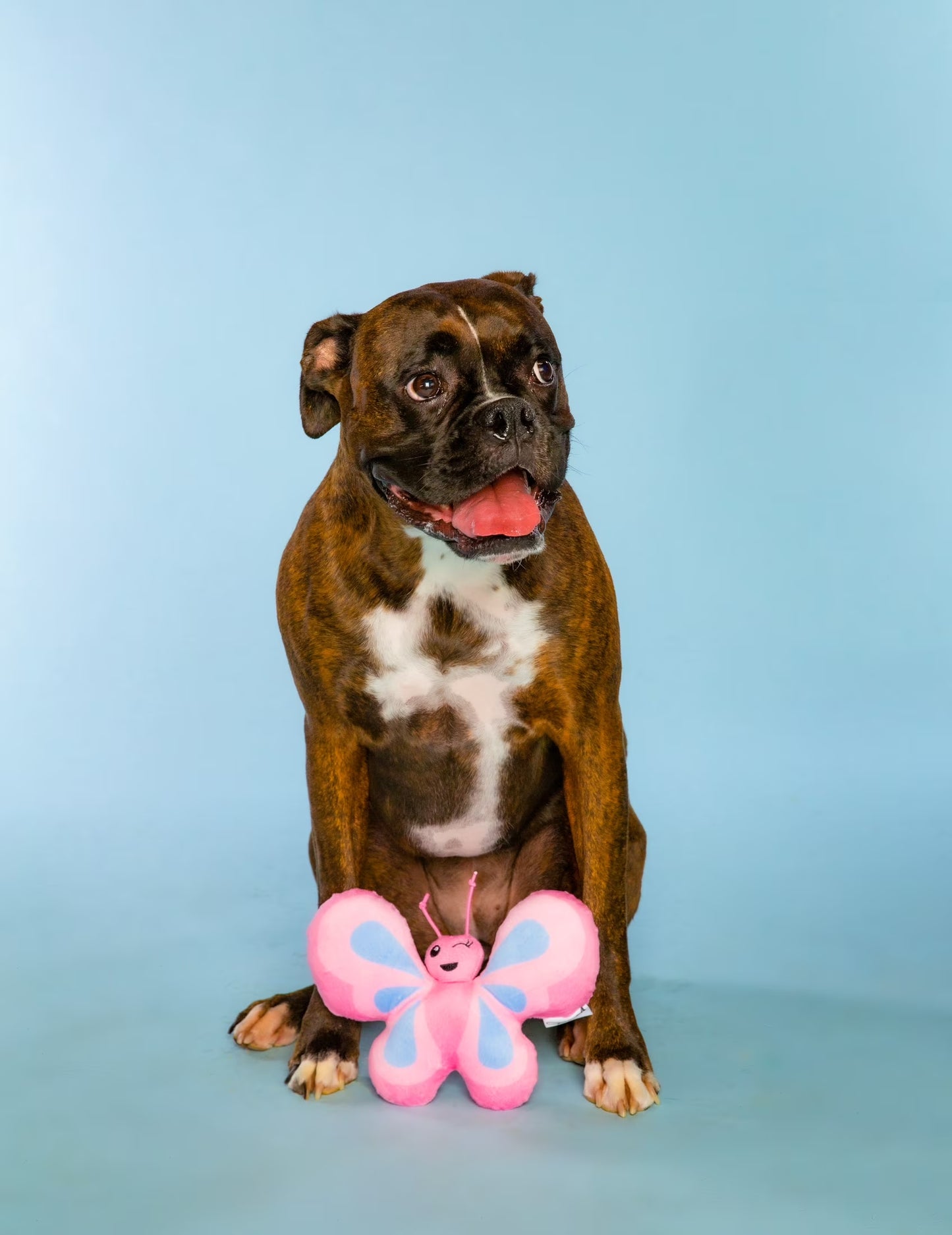 Butterfly Pet Toy, Pink