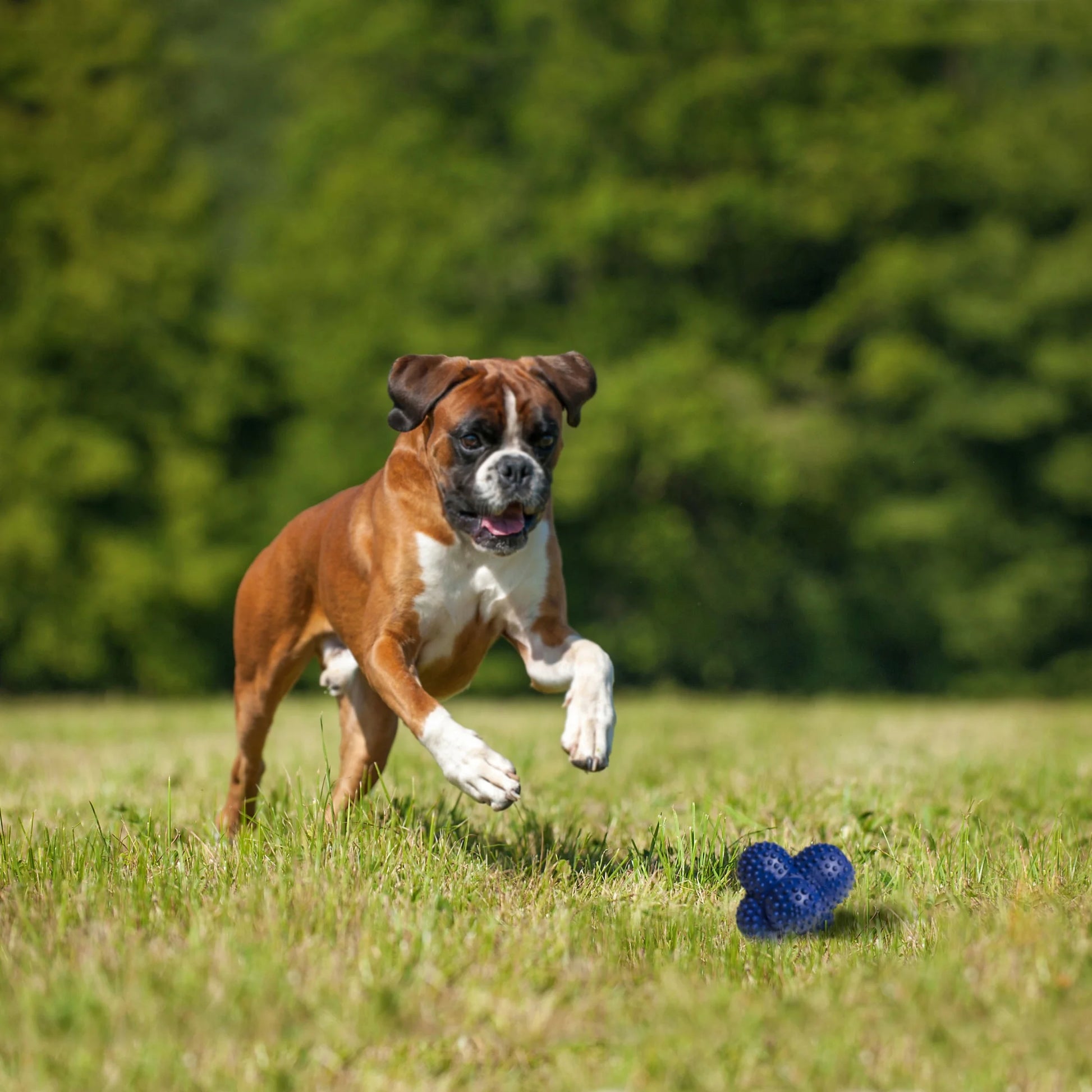Power Play Crazy-Ball Dog Toy,  Large