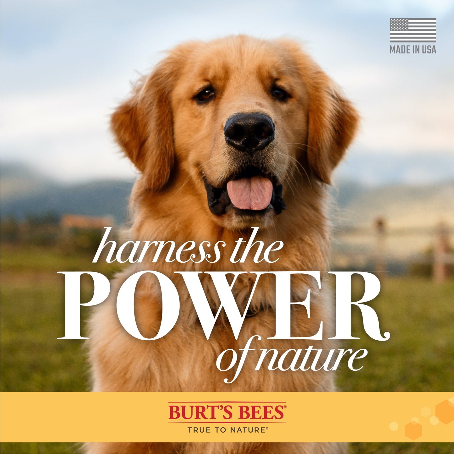 Burt’s Bees Dog Itch Soothing Shampoo, Honeysuckle Scent - 16 Ounces