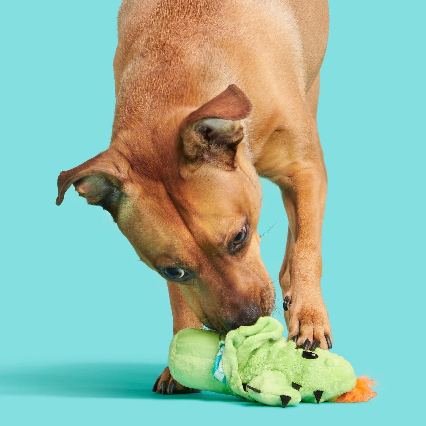 Prickly Pete Dog Toy