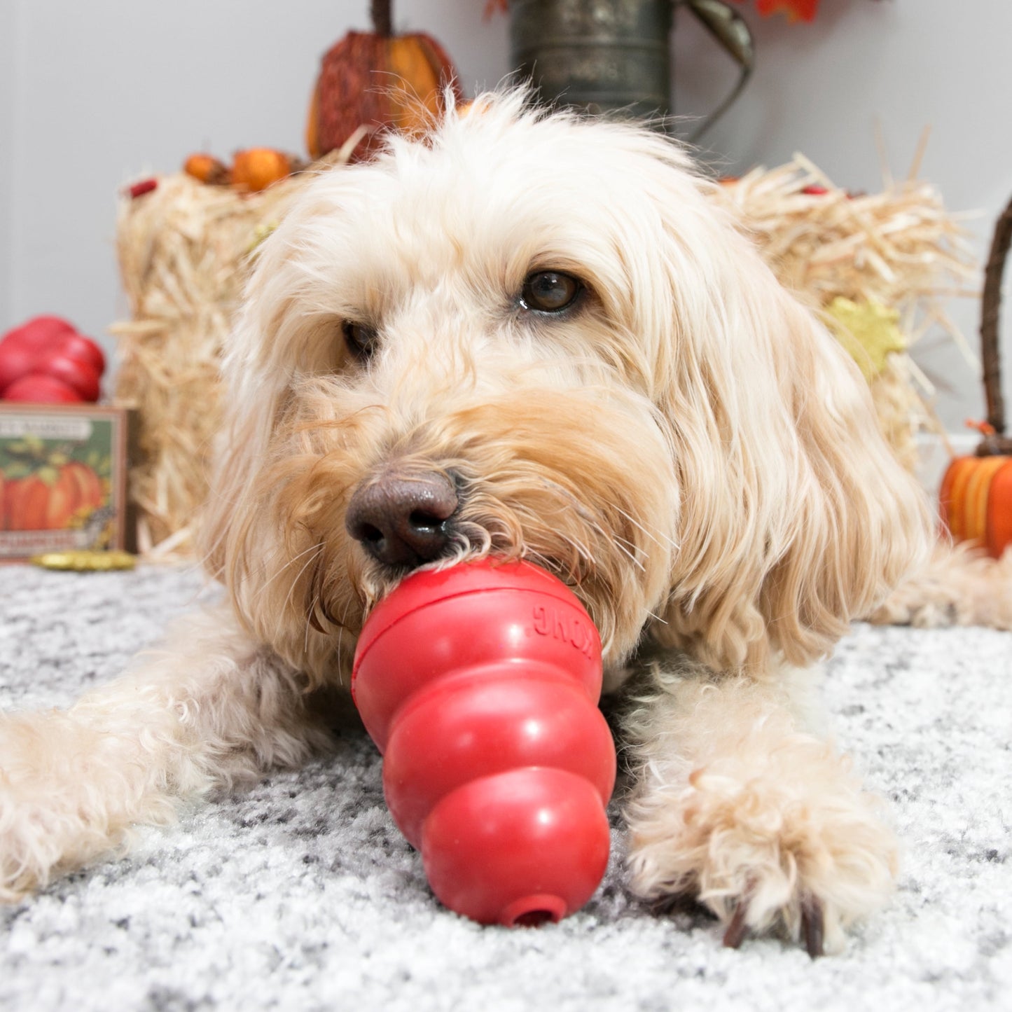 Classic Rubber Dog Toy for Average Chewers - Dogs between 15-35 Lbs