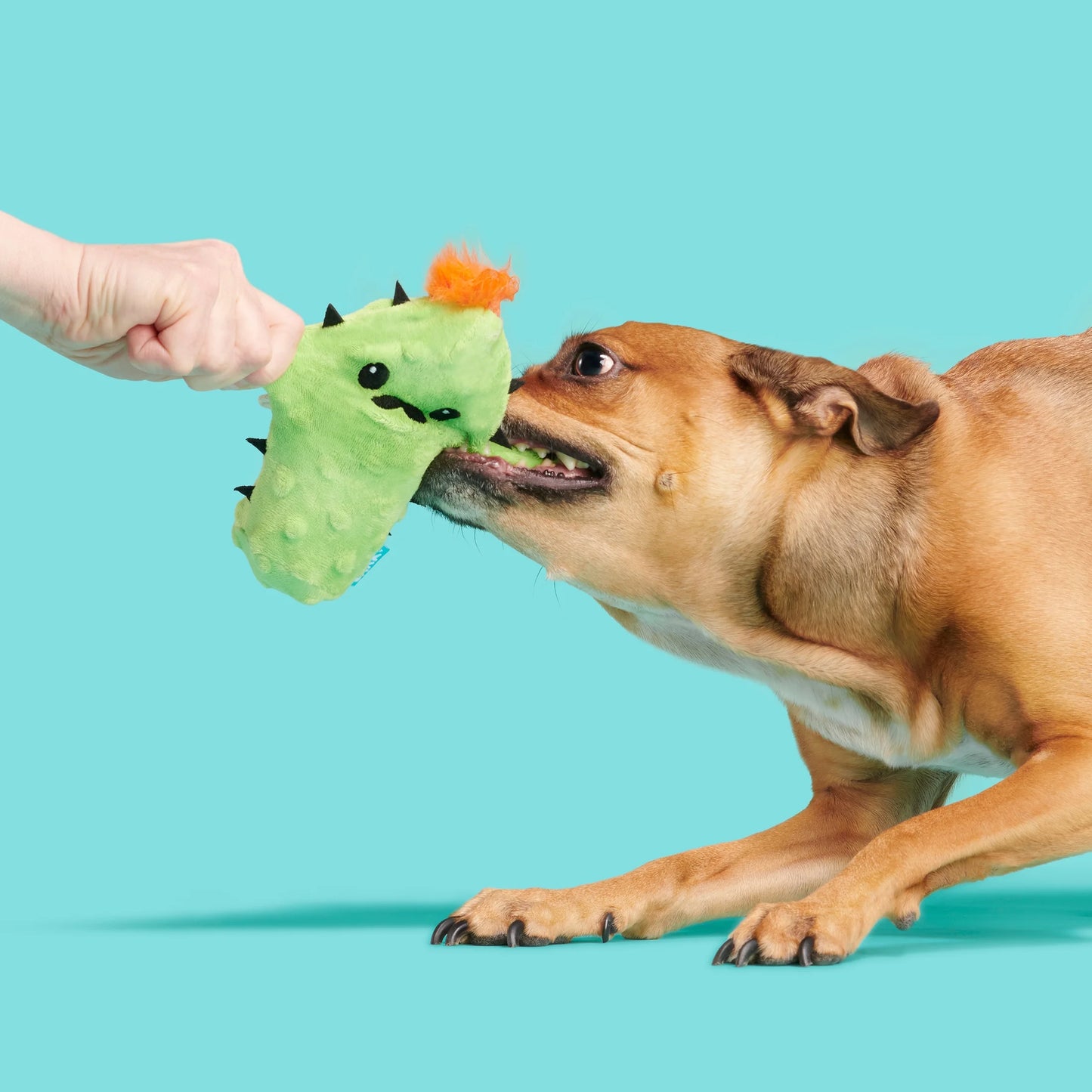 Prickly Pete Dog Toy